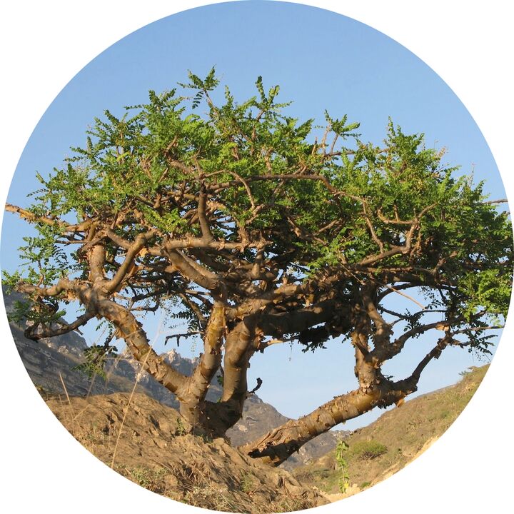 boswellia fa